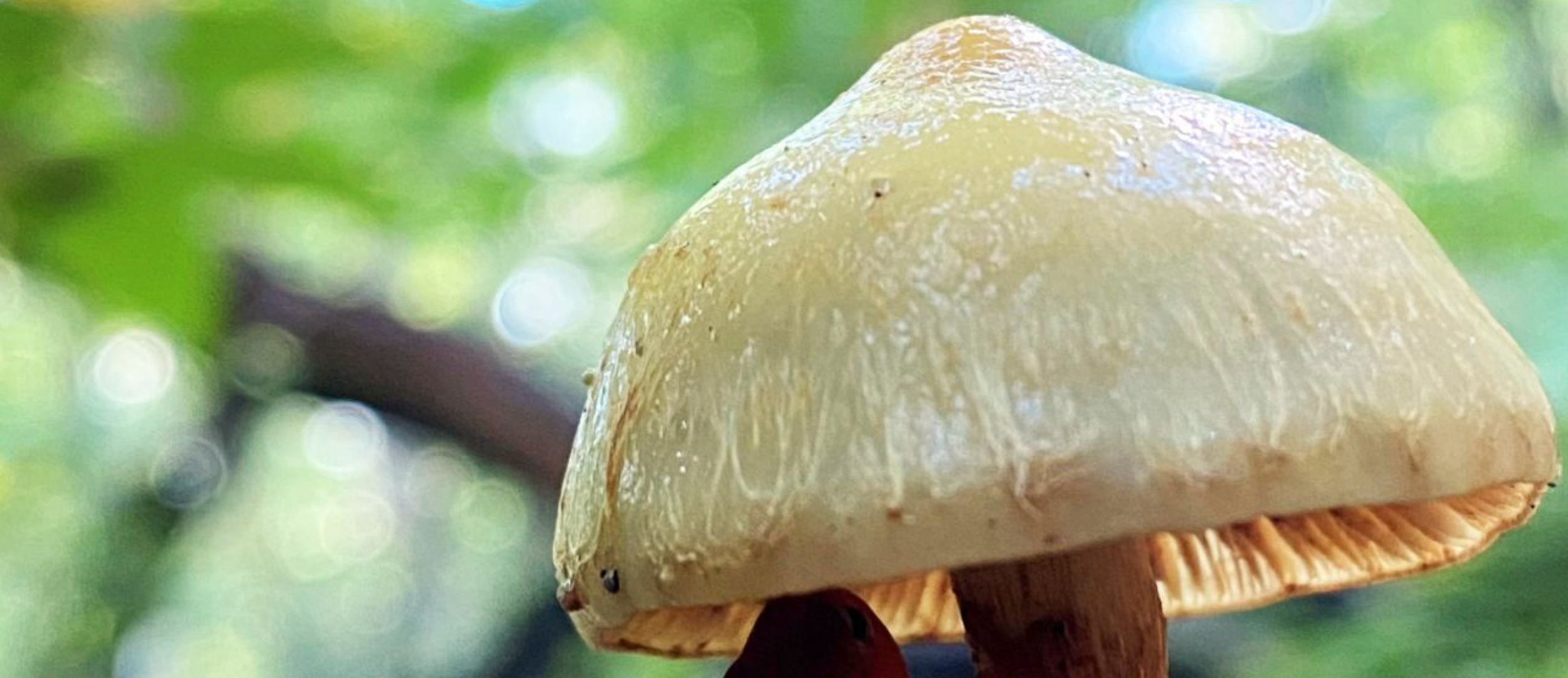 Mushroom Mania Festival 2025