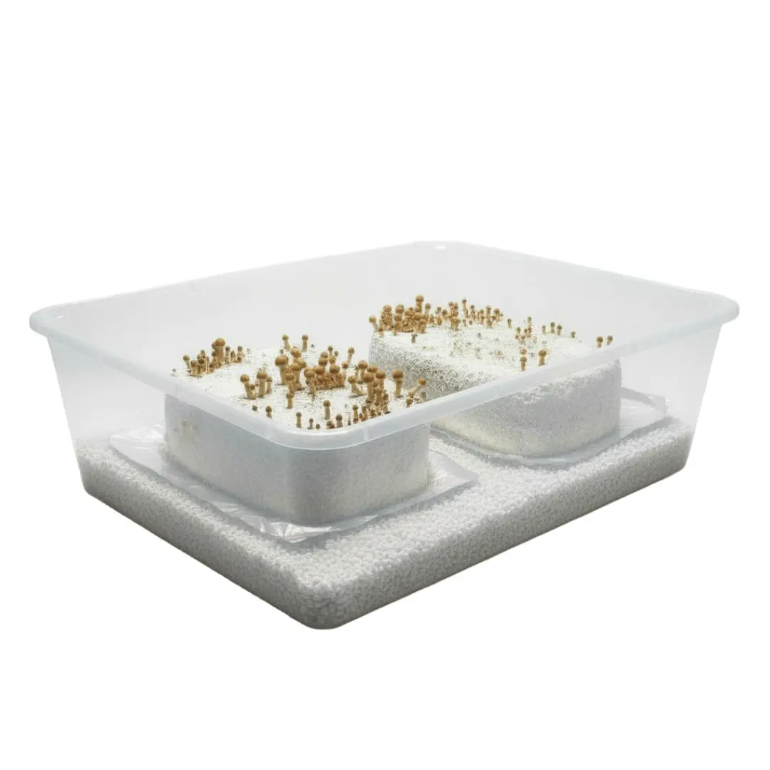 5lb Mushroom Grow Bag | Affordable Kit for Easy Growing