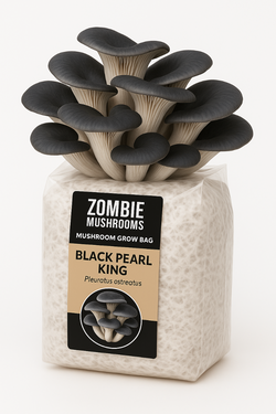 Black Oyster Mushroom Grow Kit - Ready To Fruit Mushroom Bag - 5lb