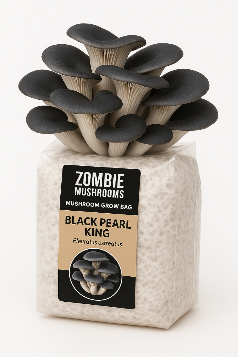 Black Oyster Mushroom Grow Kit - Ready To Fruit Mushroom Bag - 5lb