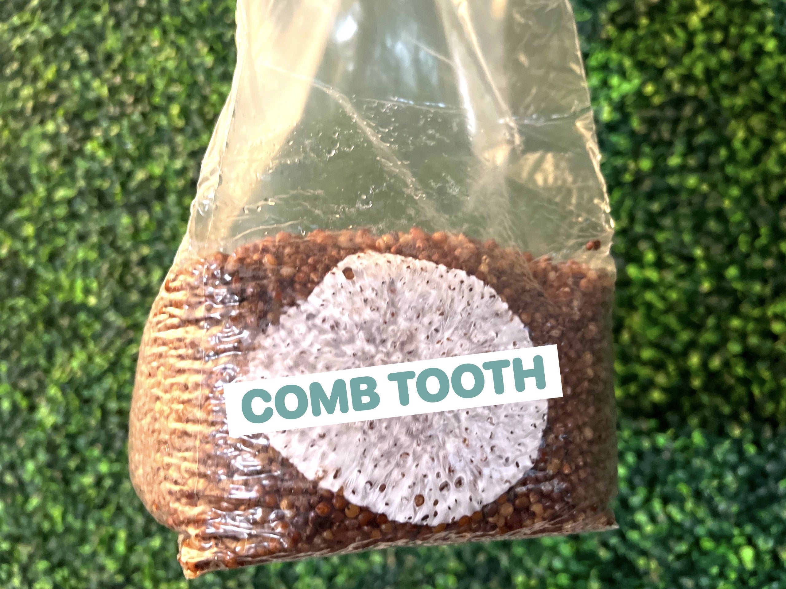 Comb Tooth Grain Spawn Bag 3LB