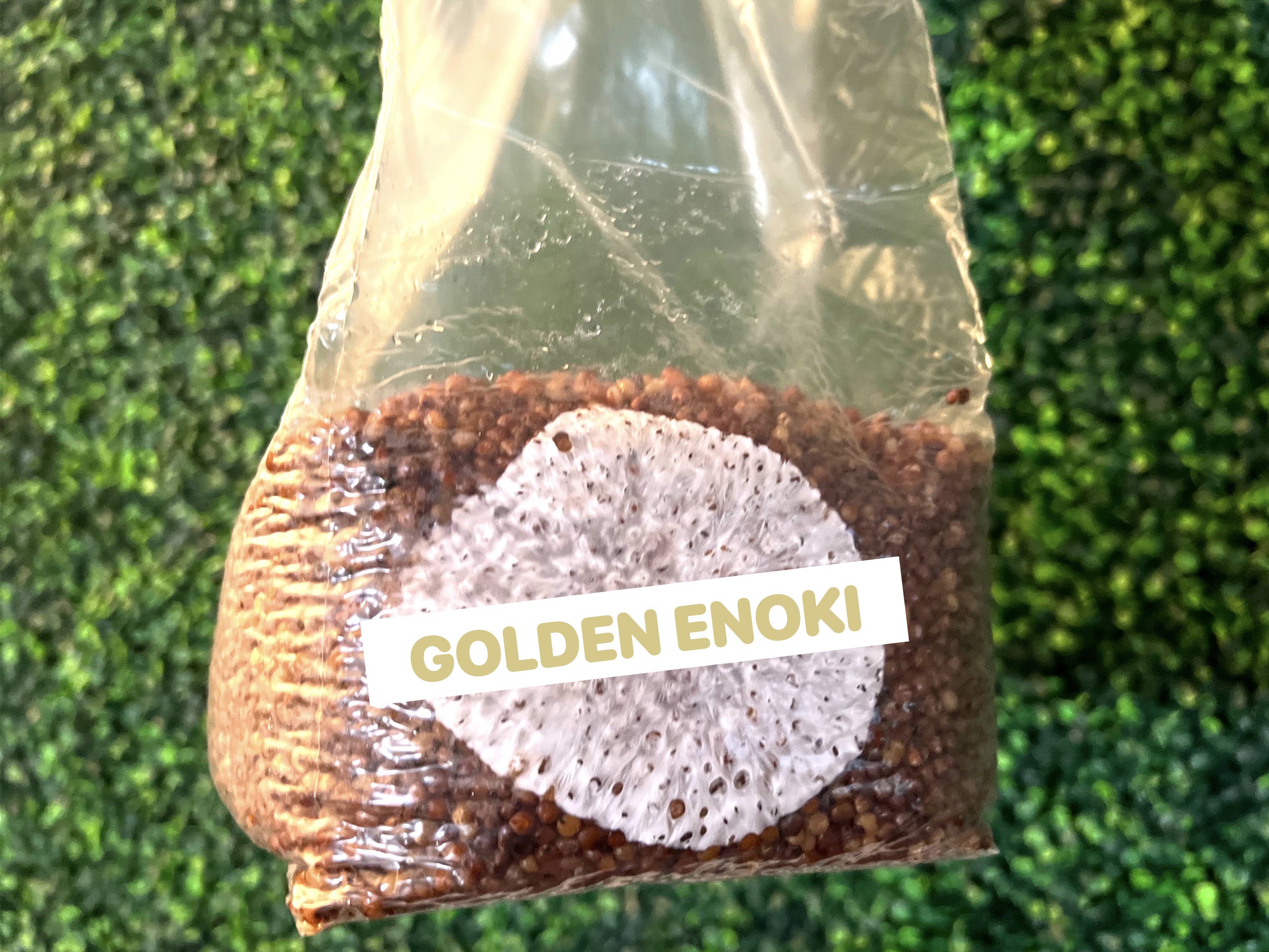 Golden Enoki Grain Spawn Bag 3LB