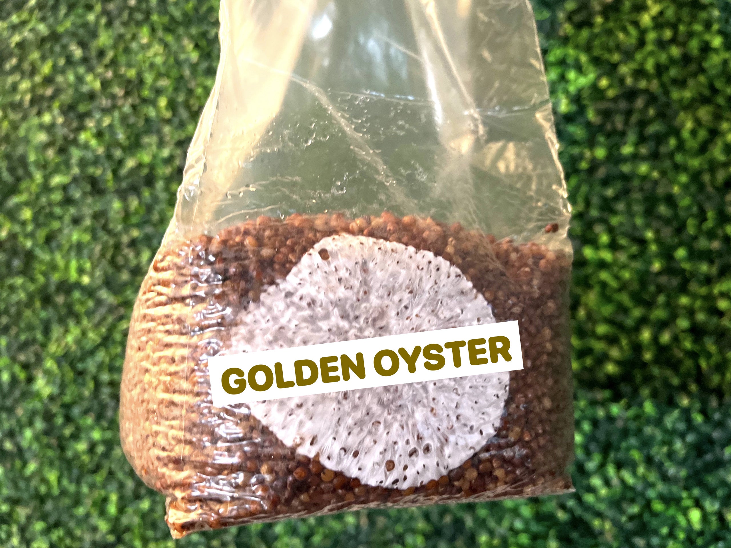 Golden Oyster Grain Spawn Bag 3LB