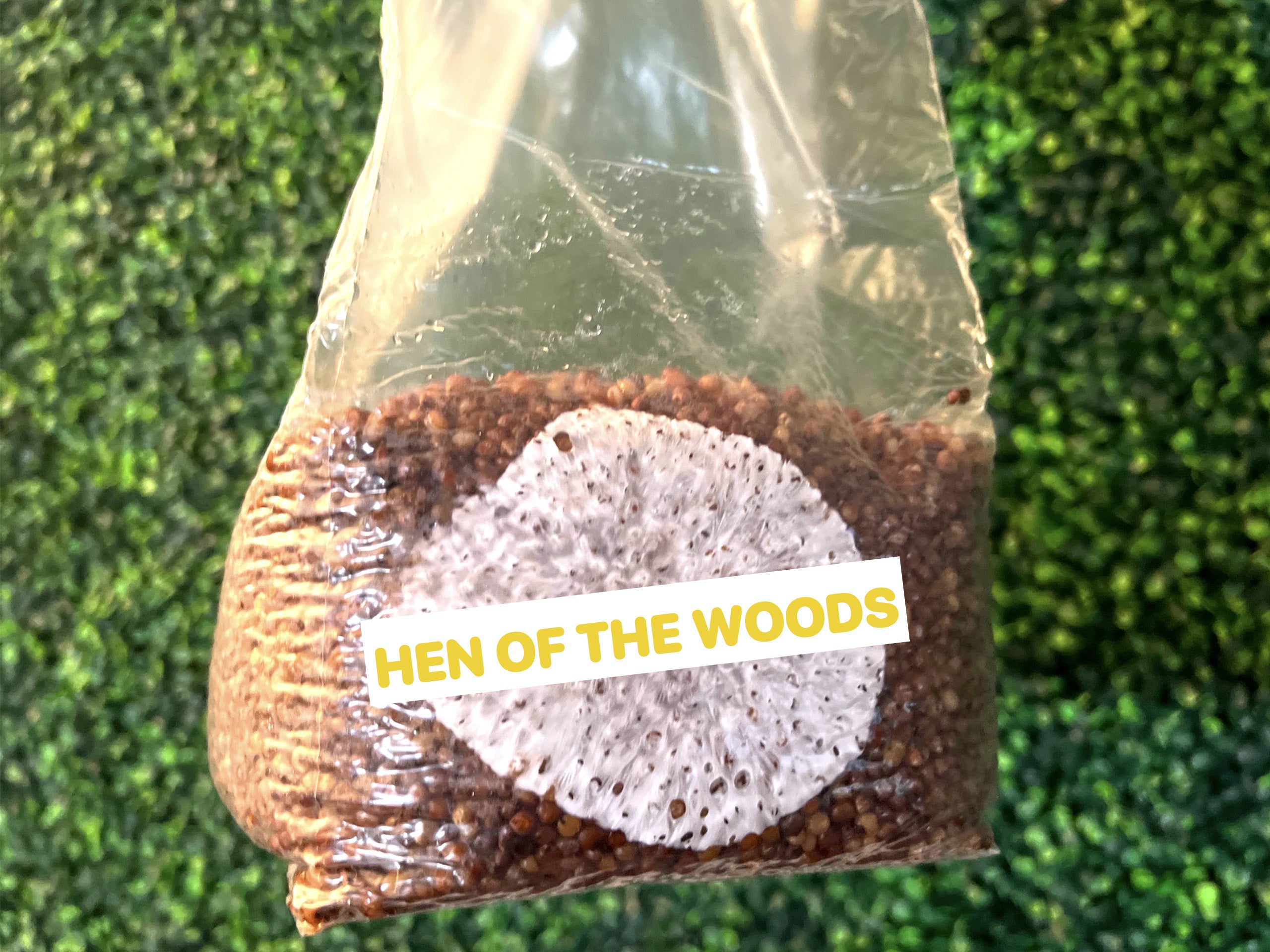 Hen Of The Woods Grain Spawn Bag 3LB