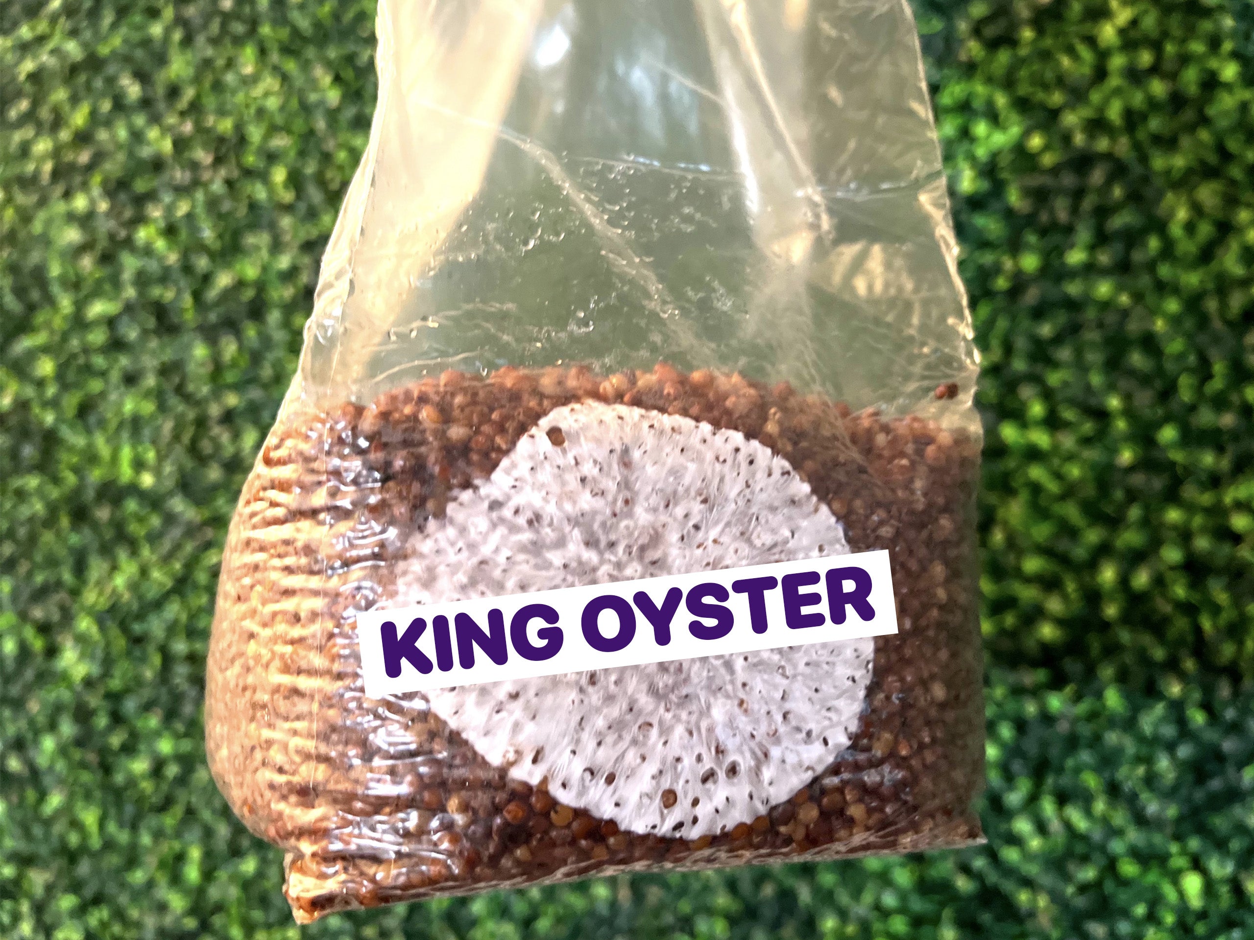 King Oyster Grain Spawn Bag 3LB