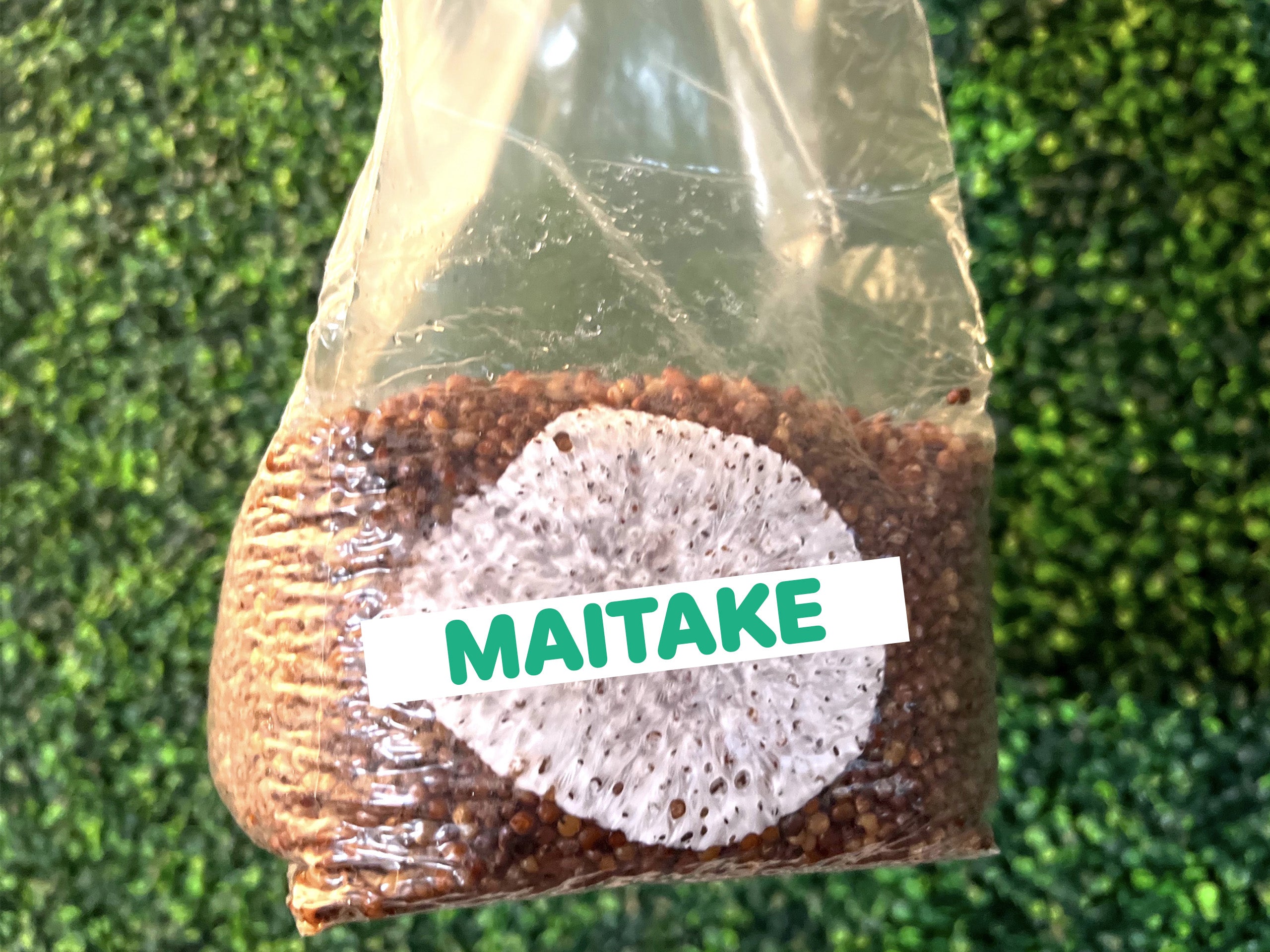 Maitake Grain Spawn Bag 3LB