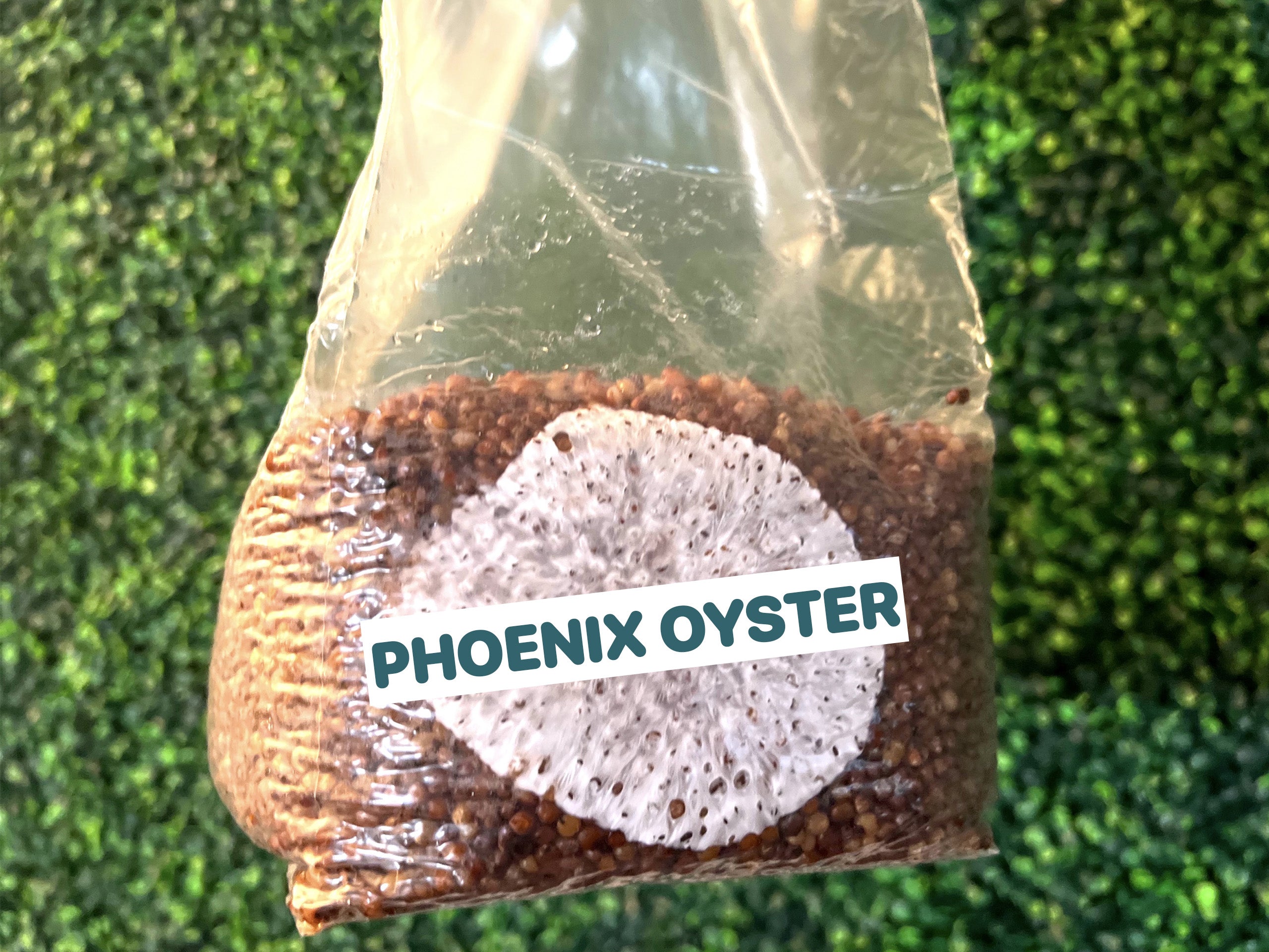 Phoenix Oyster Grain Spawn Bag 3LB