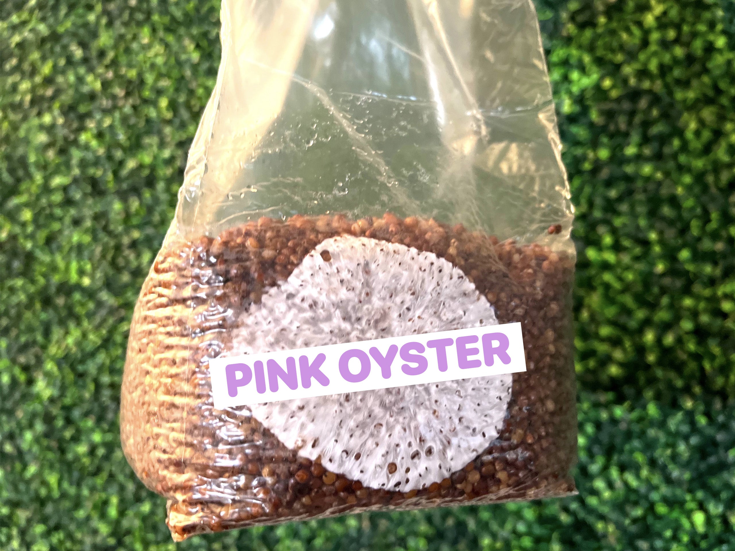 Pink Oyster Grain Spawn Bag 3LB