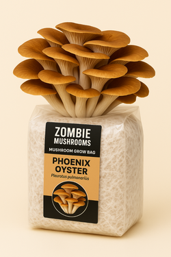 Phoenix Oyster Mushroom Grow Kit - Ready To Fruit Mushroom Bag - 5lb