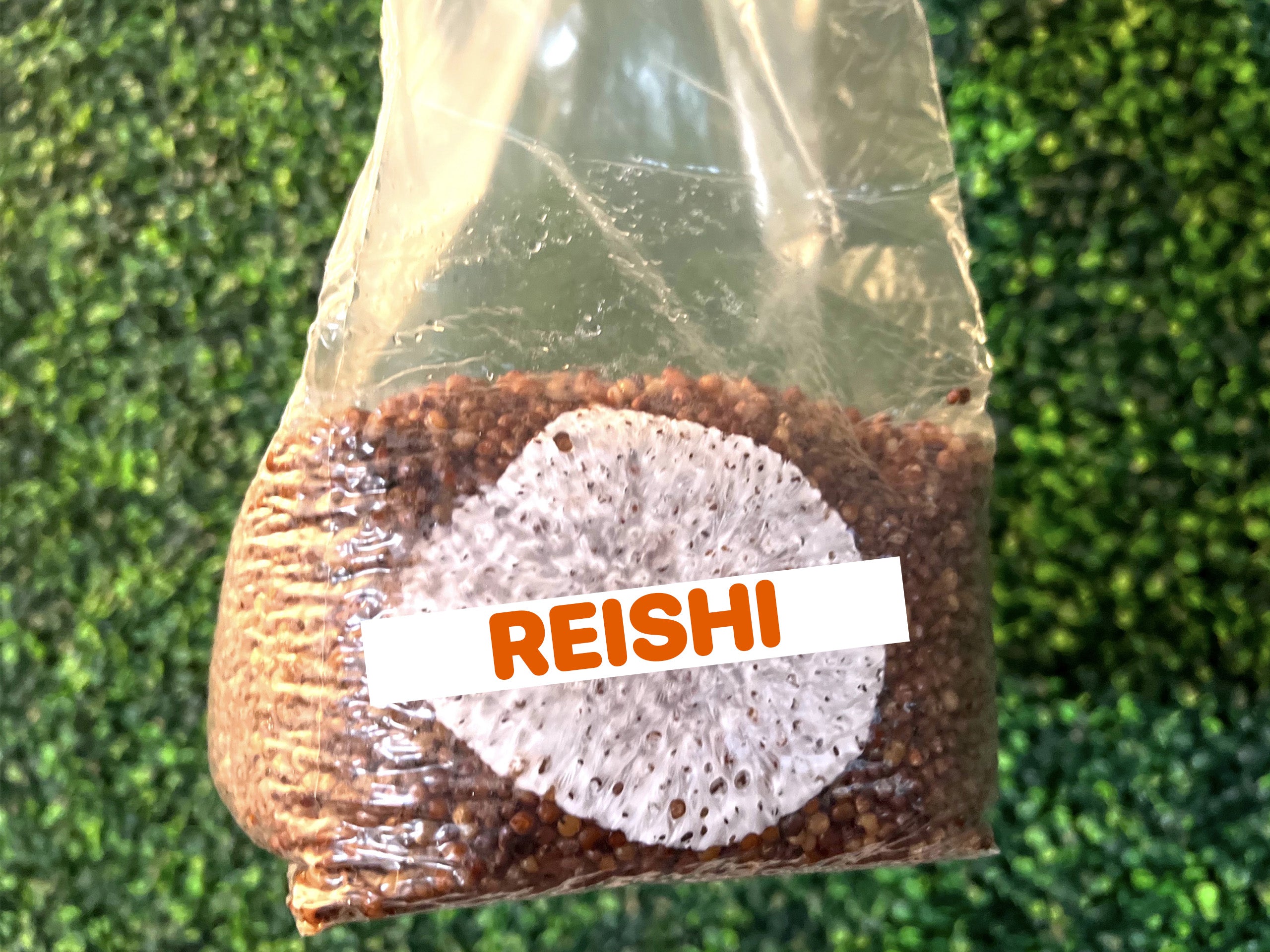 Reishi Grain Spawn Bag 3LB