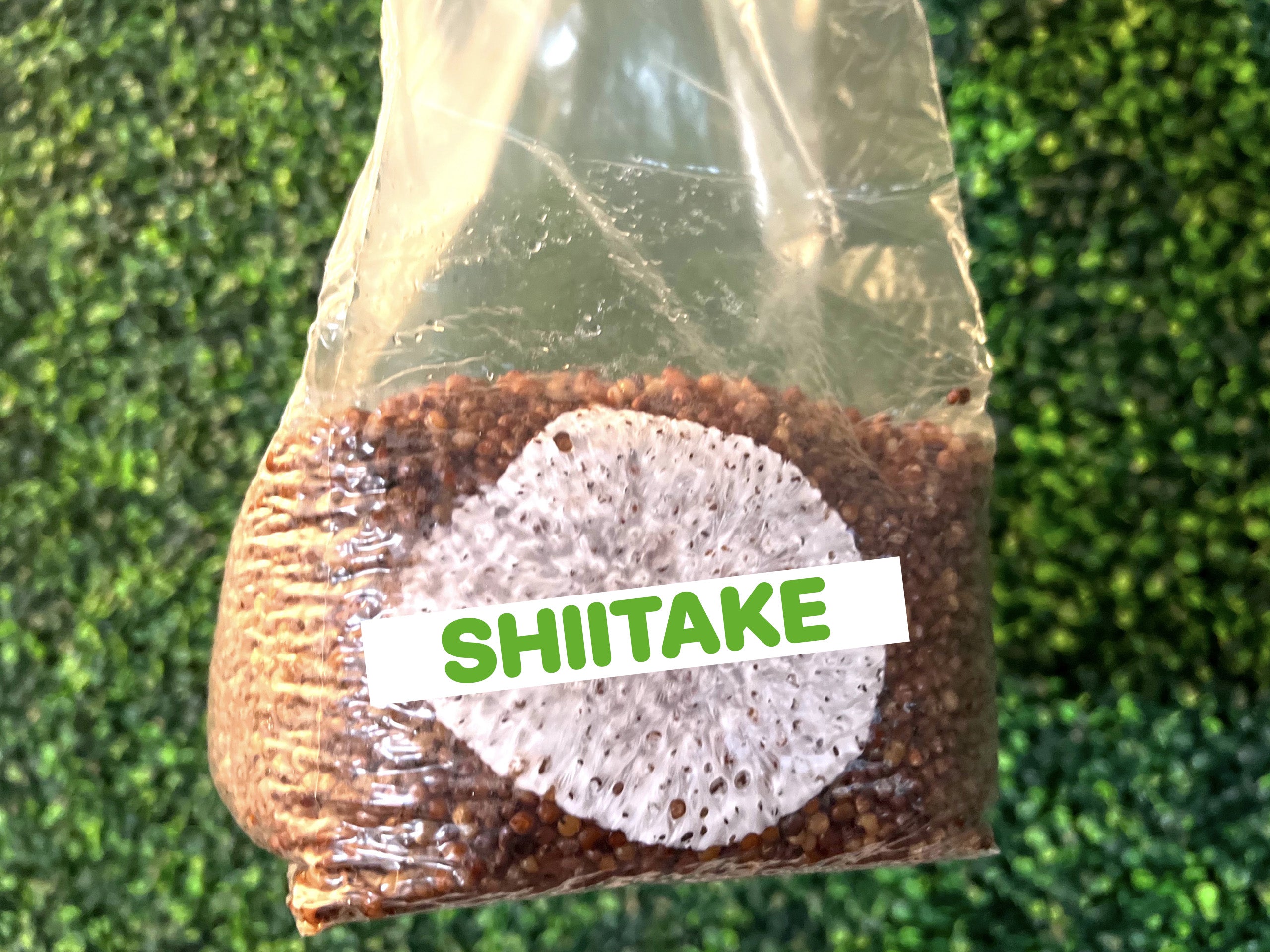 Shiitake Grain Spawn Bag 3LB