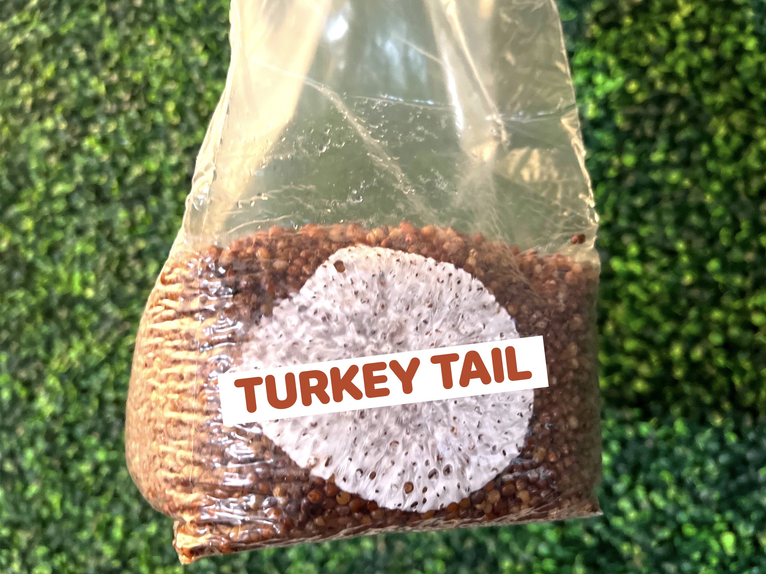 Turkey Tail Grain Spawn Bag 3LB