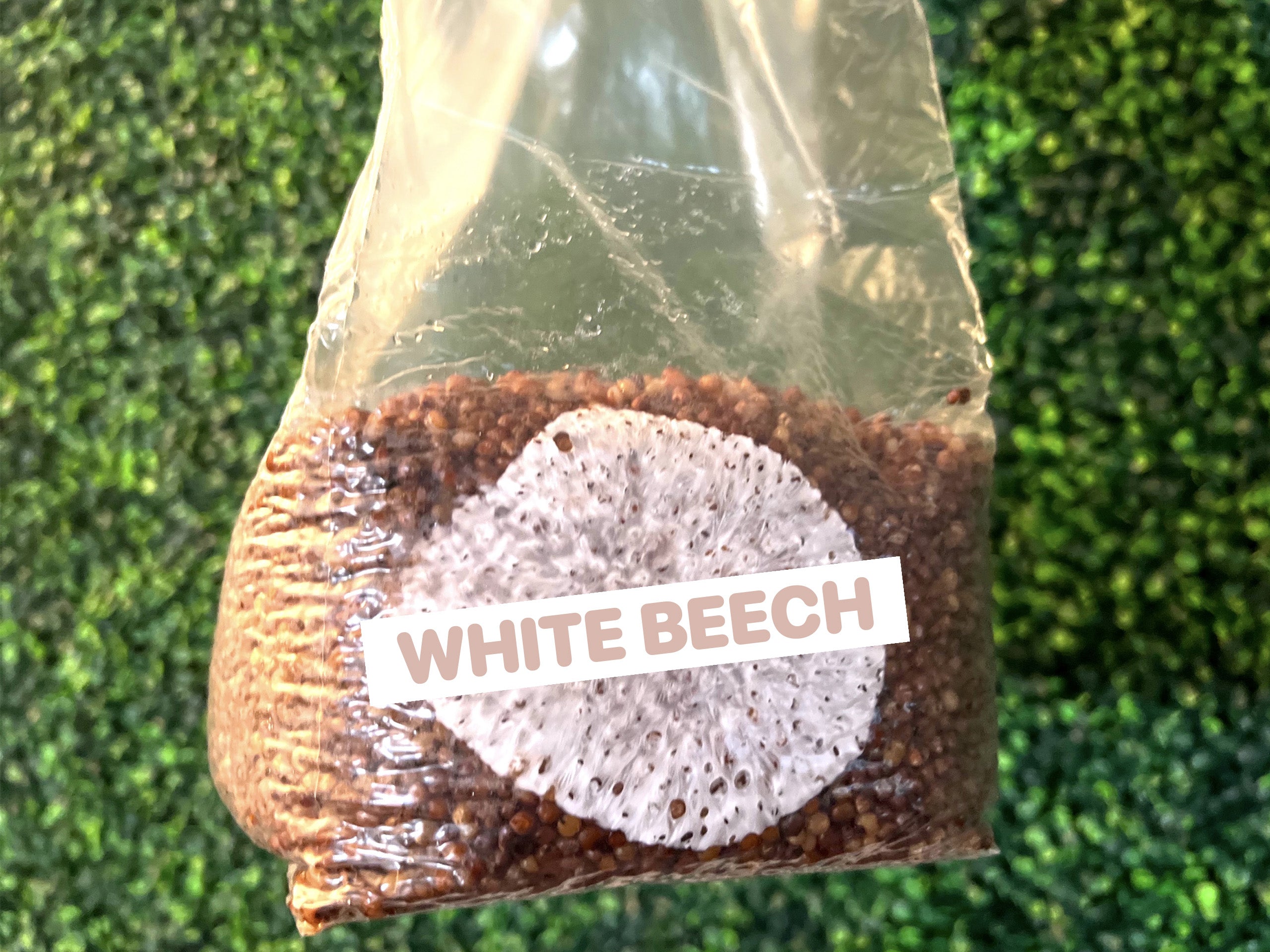 White Beech Grain Spawn Bag 3LB