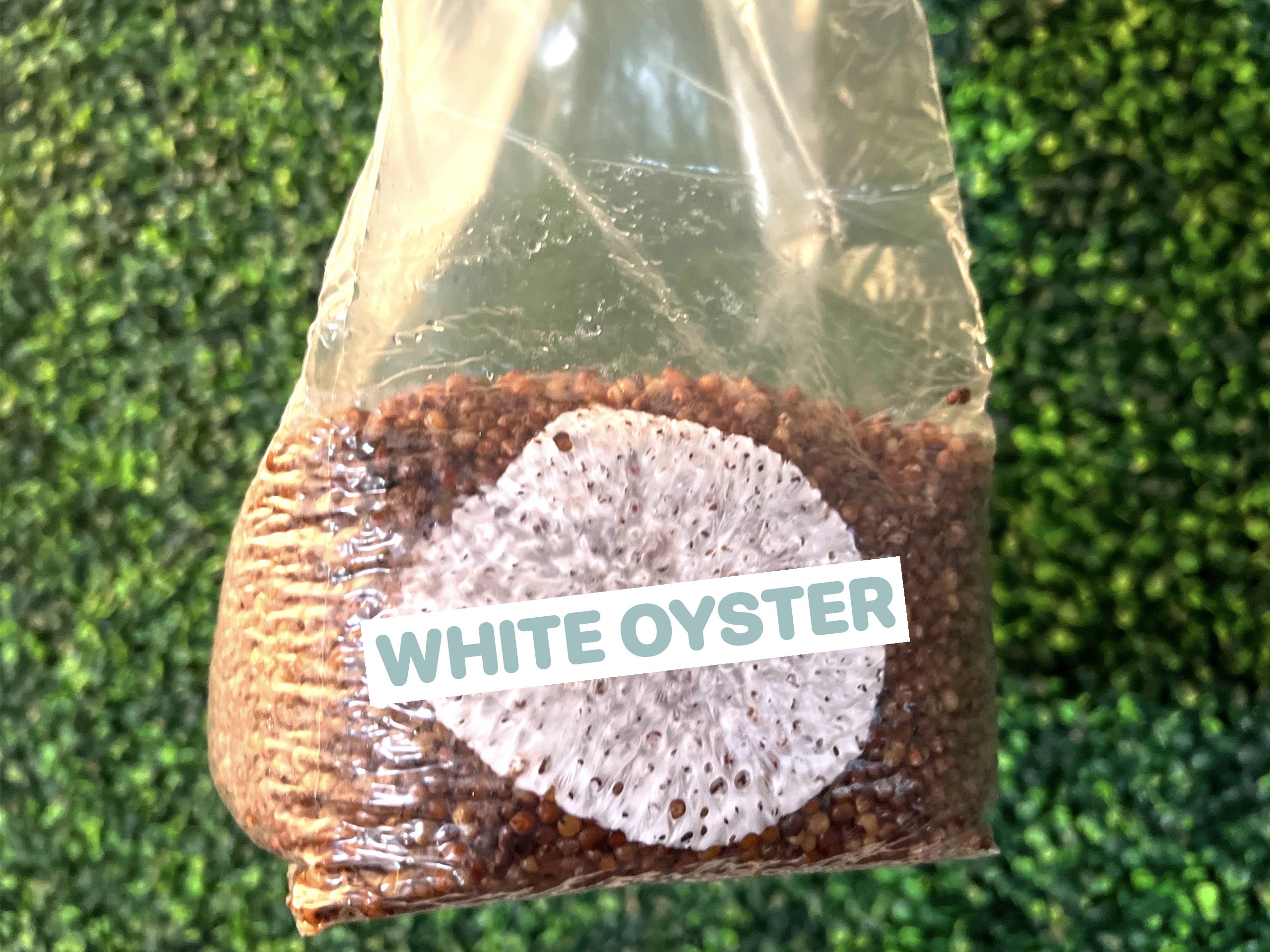 White Oyster Grain Spawn Bag 3LB