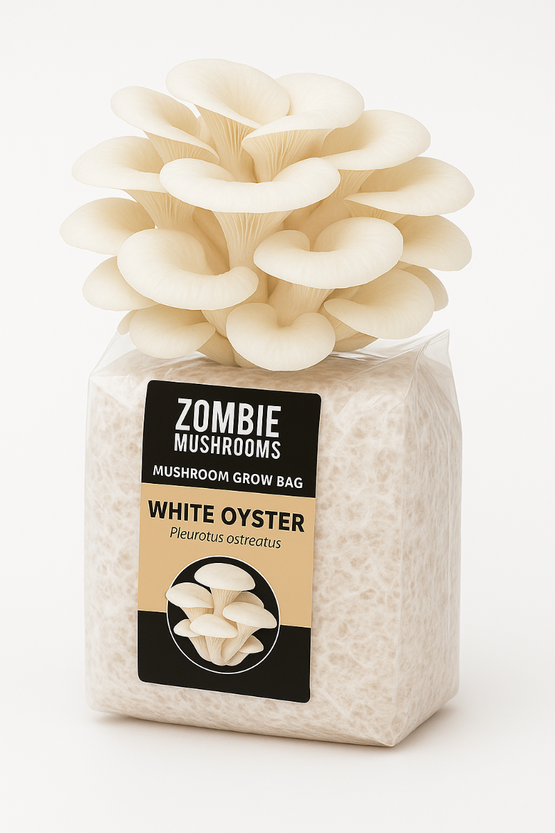 White Oyster Mushroom Grow Kit - Ready To Fruit Mushroom Bag - 5lb