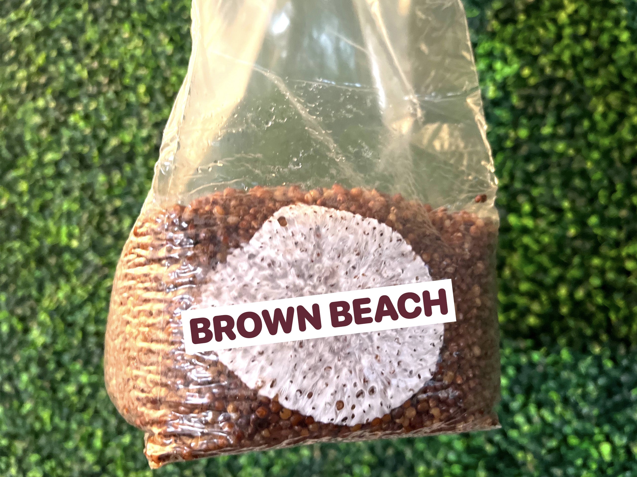 Brown Beech Grain Spawn Bag 3LB