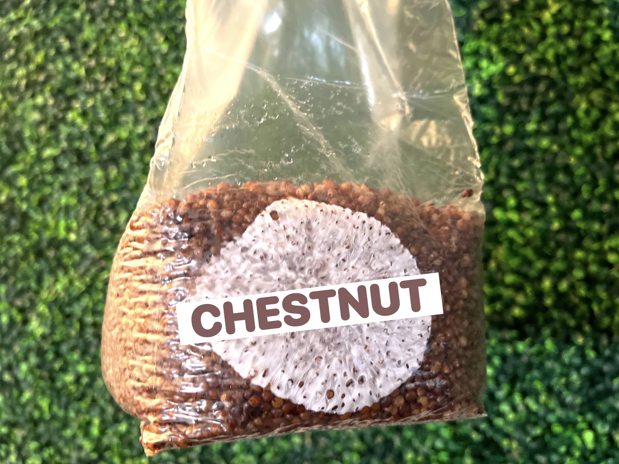 Chestnut Mushrooms Grain Spawn Bag 3LB