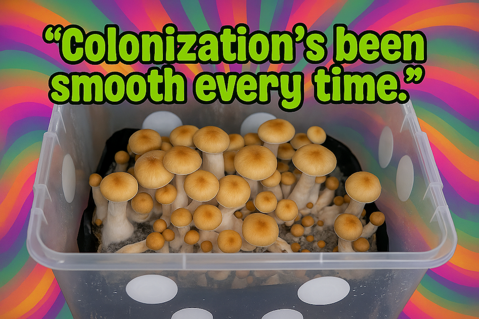 Mushroom Monotub Kit