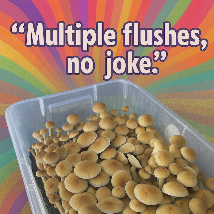 Mushroom Monotub Kit