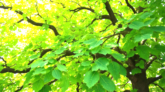 Close-up of vibrant green sassafras tree leaves.