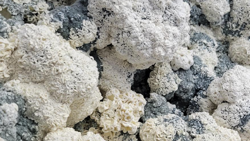 Enigma Mushroom Strain: Growing Guide & Psychedelic Properties