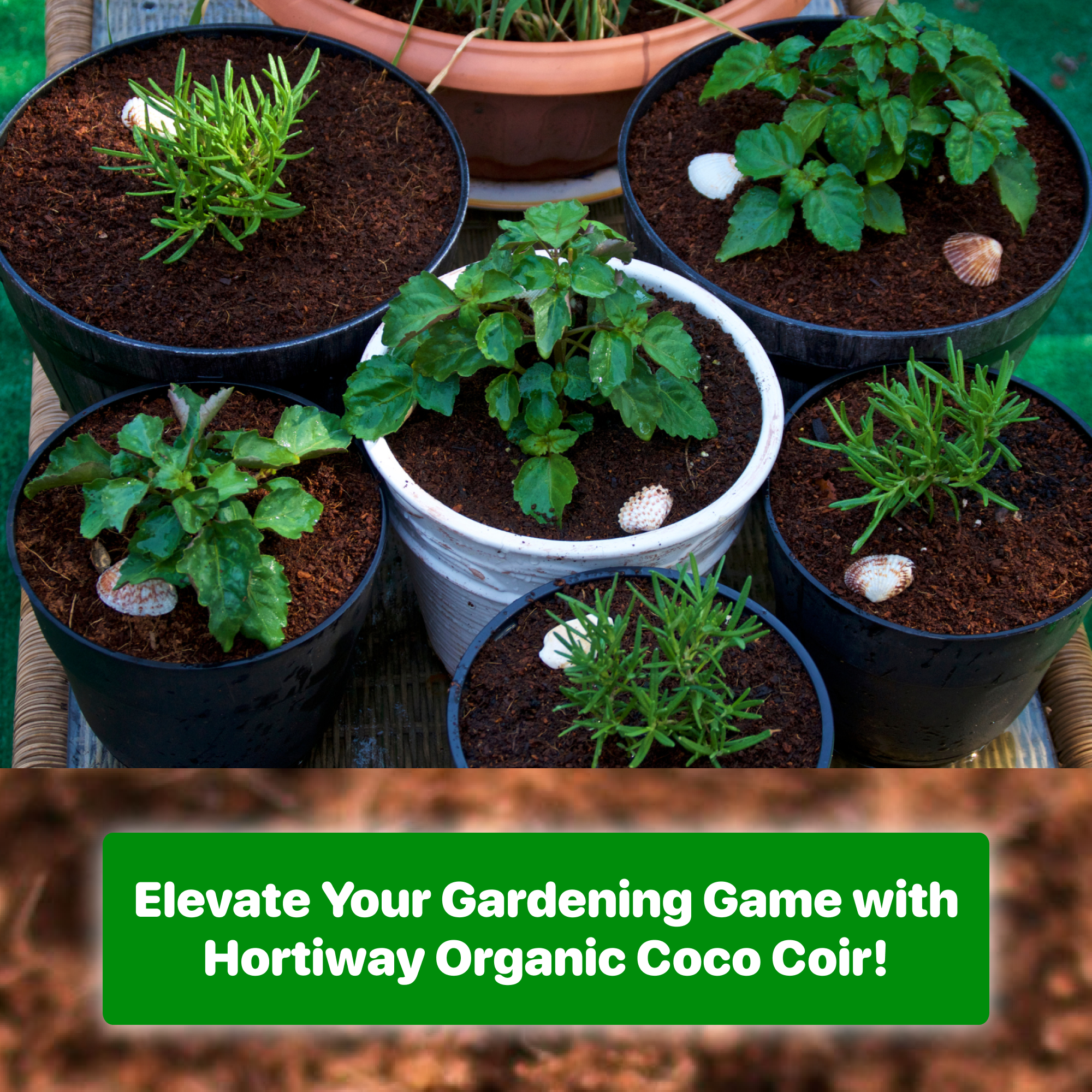 an image of healthy plants - with premium coco coir brick