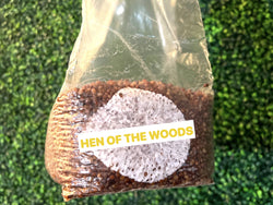Hen Of The Woods Grain Spawn Bag 3LB