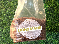 Lions Mane Grain Spawn Bag 3LB