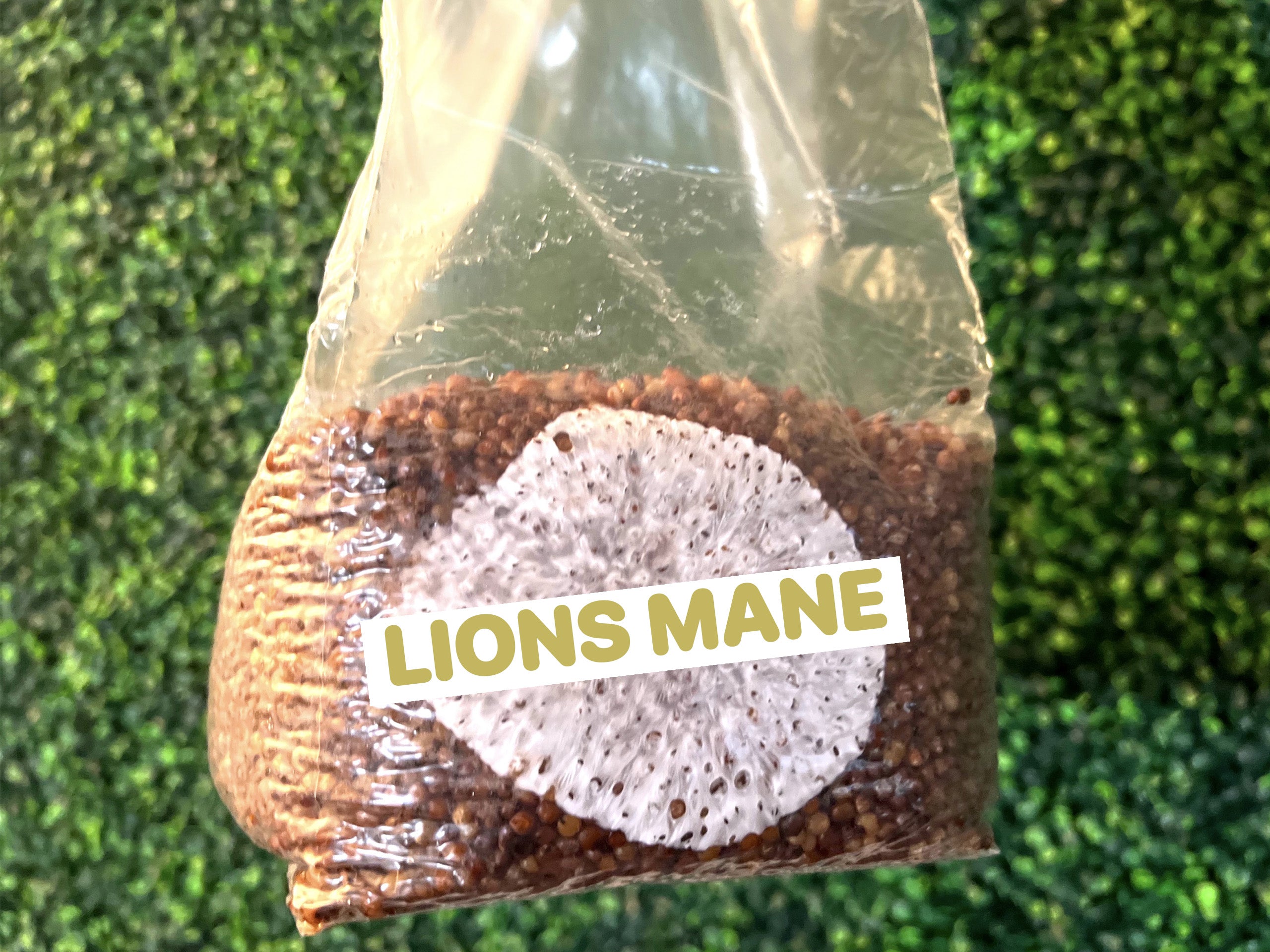 Lions Mane Grain Spawn Bag 3LB