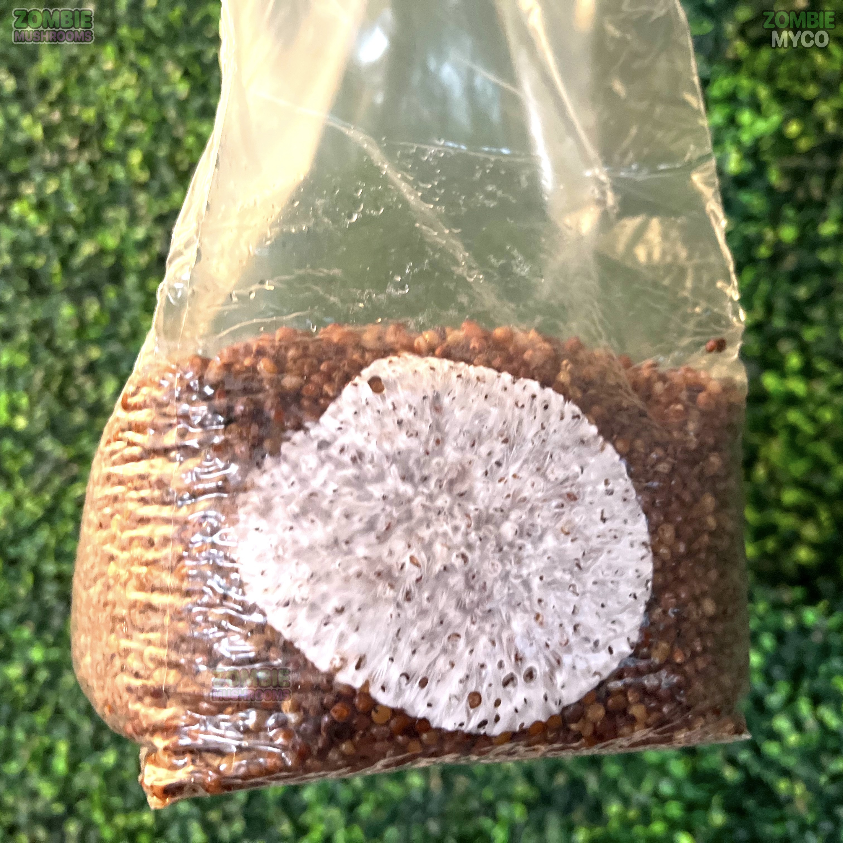 Grain Spawn Bag (3lb) - Mushroom Grain Bag - Sterile