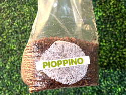 Pioppino Grain Spawn Bag 3LB