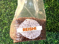 Reishi Grain Spawn Bag 3LB