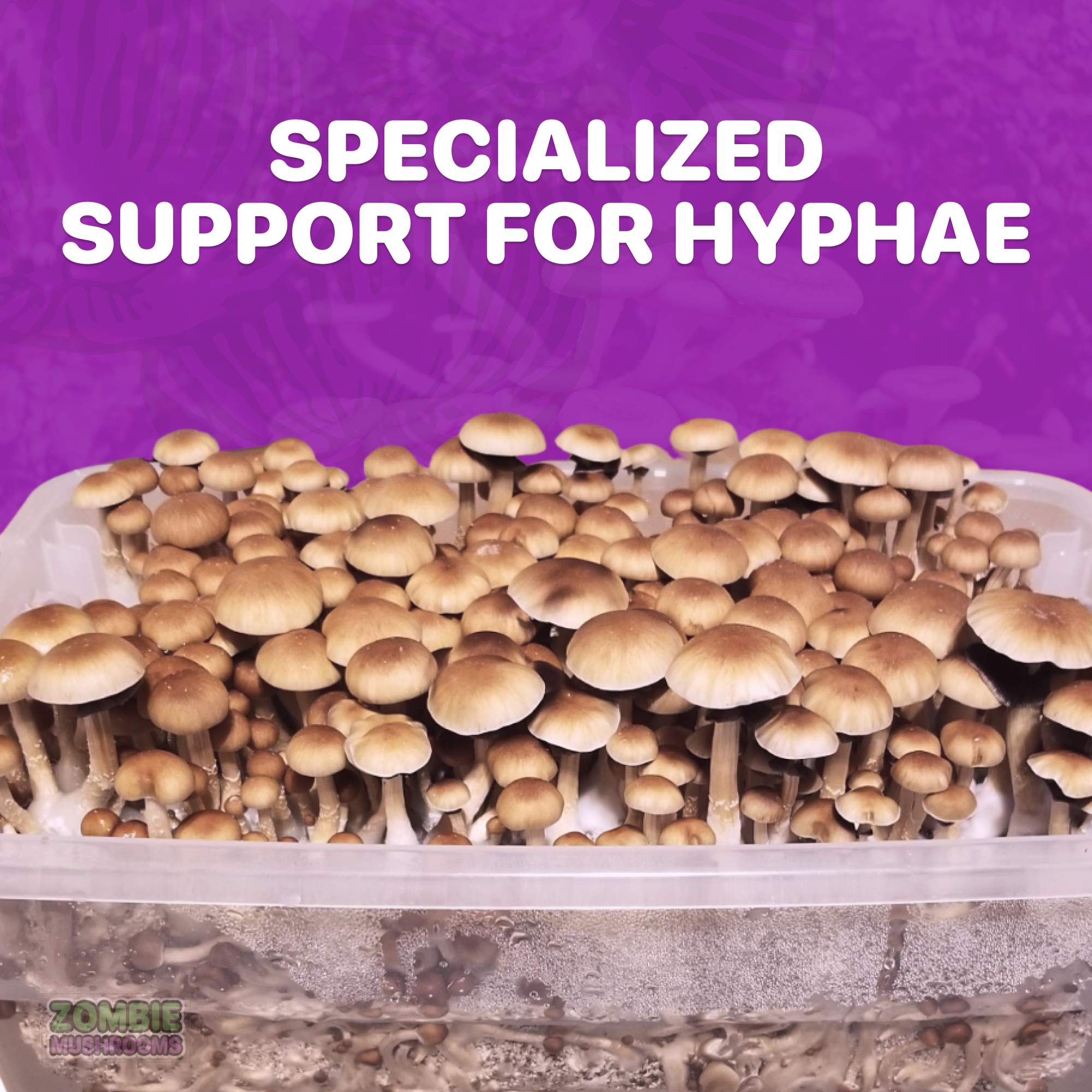 specialized support for hyphae