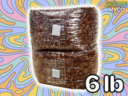 6 lb Grain Spawn Bags (2x)