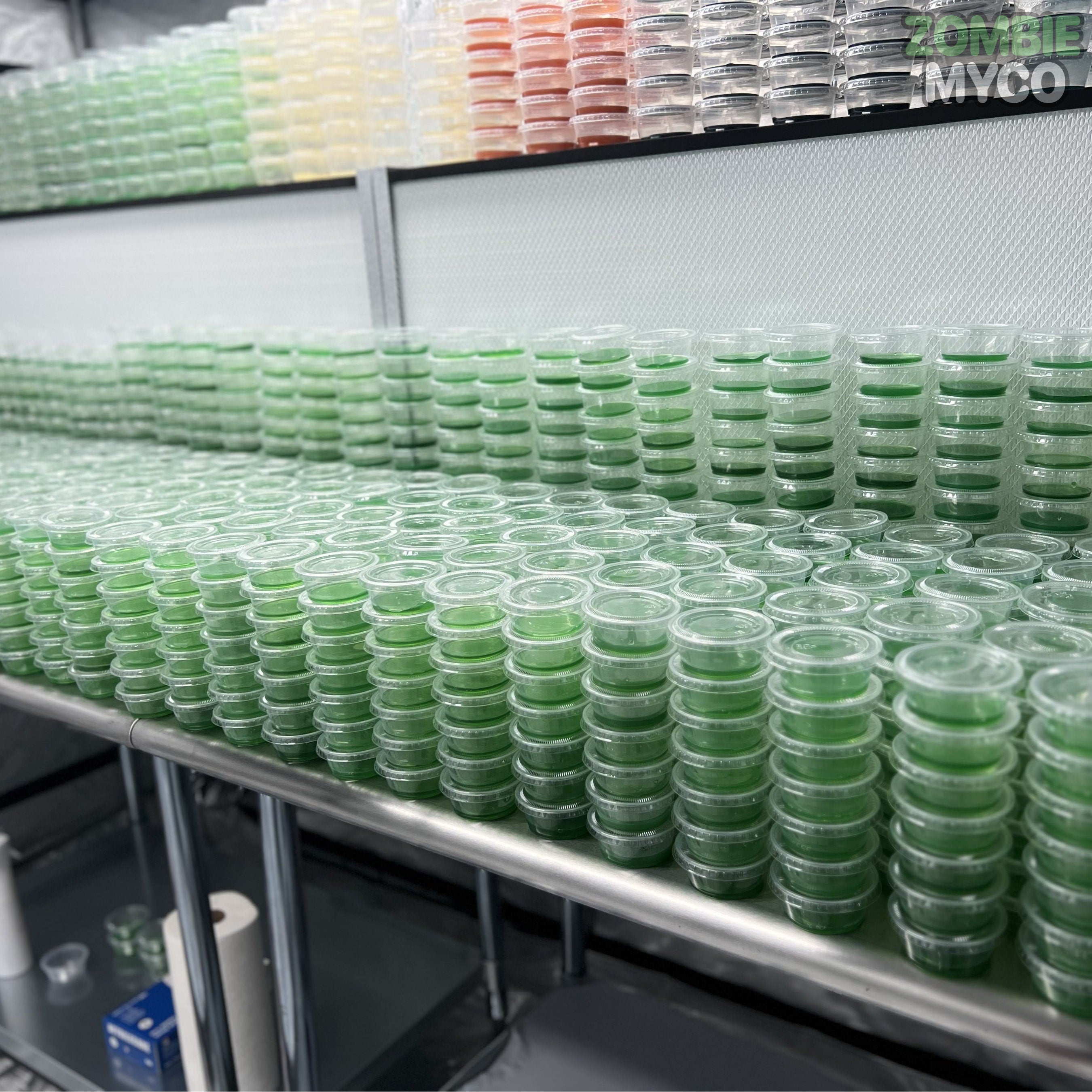 a rack full of Agar Cups - 100% Sterile Agar Plates - Sorghum Yeast Agar