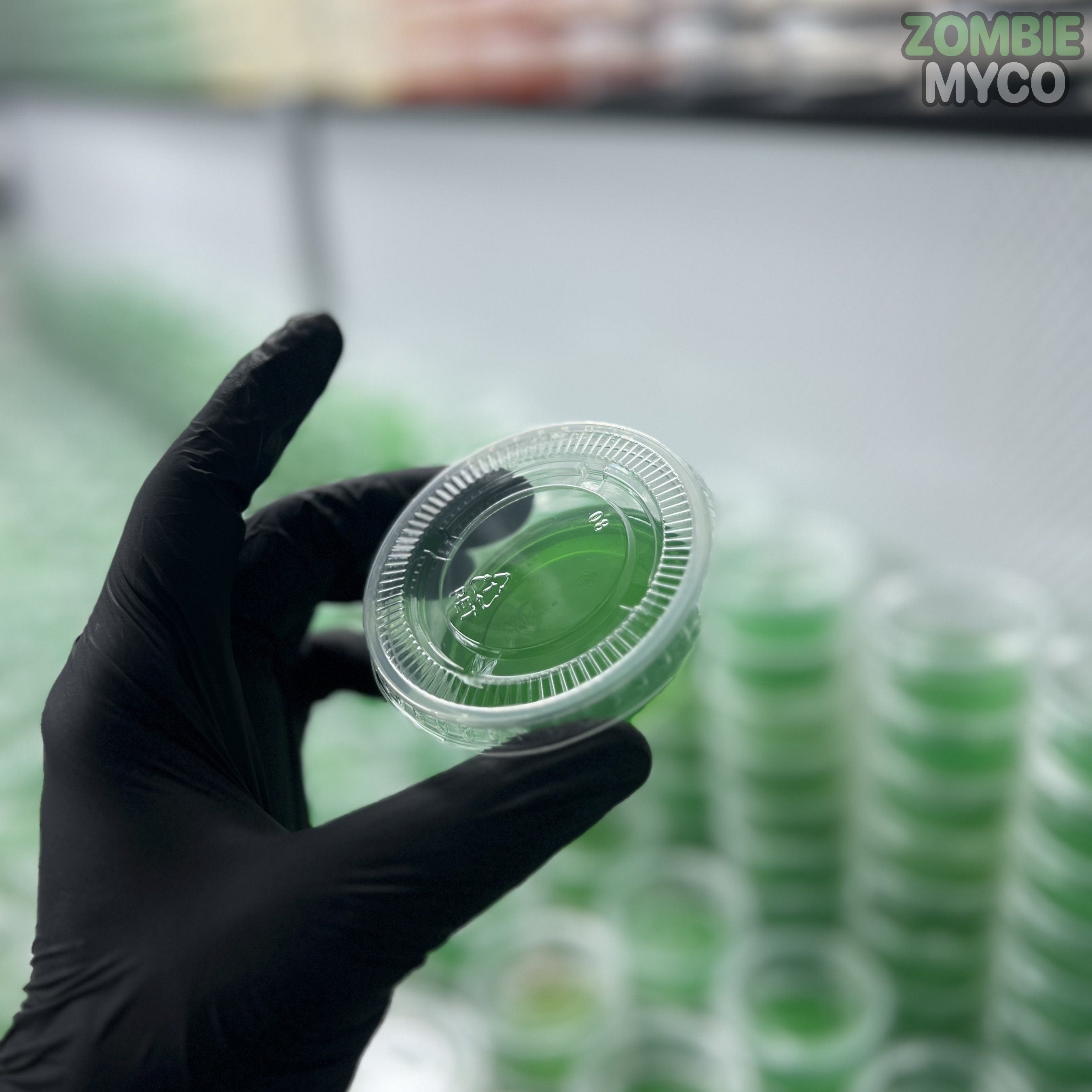 black glove holding a sample of Agar Cups